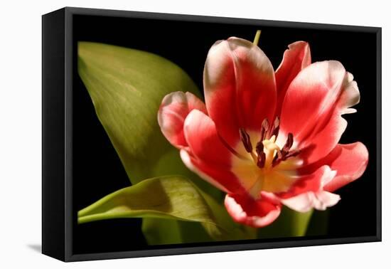 Red Tulip I-Renee W. Stramel-Framed Stretched Canvas