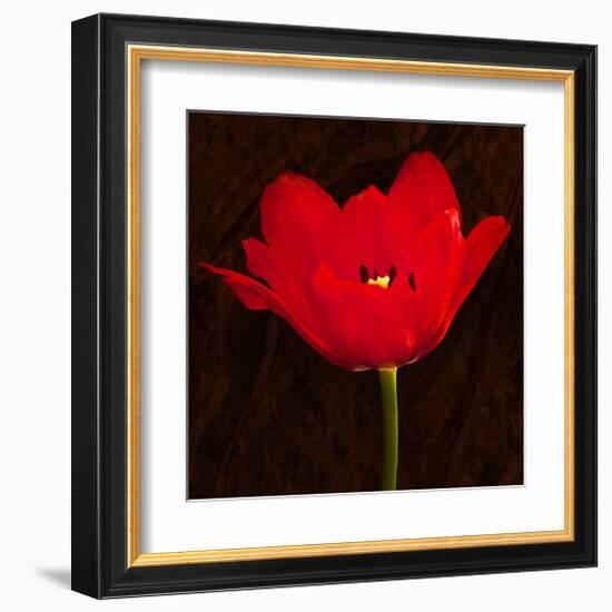 Red Tulip II-Christine Zalewski-Framed Art Print