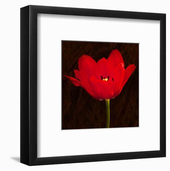 Red Tulip II-Christine Zalewski-Framed Art Print