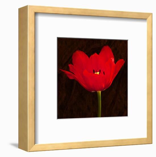 Red Tulip II-Christine Zalewski-Framed Art Print