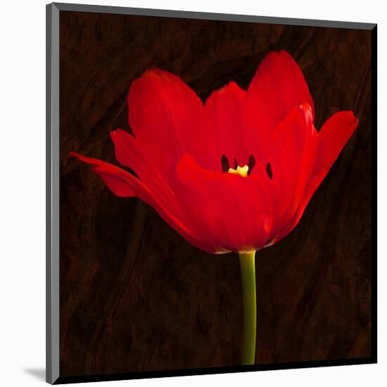 Red Tulip II-Christine Zalewski-Mounted Art Print