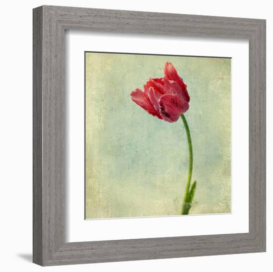 Red Tulip II-Judy Stalus-Framed Art Print