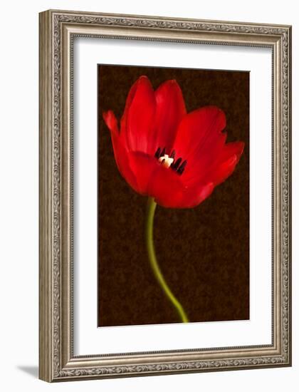 Red Tulip III-Christine Zalewski-Framed Art Print