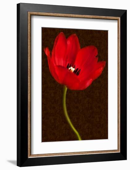 Red Tulip III-Christine Zalewski-Framed Art Print