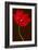 Red Tulip III-Christine Zalewski-Framed Art Print