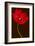 Red Tulip III-Christine Zalewski-Framed Art Print