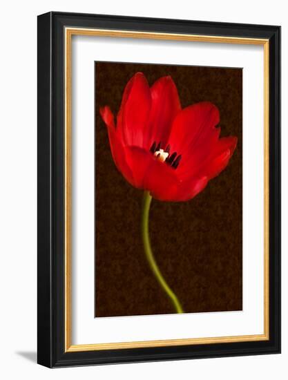 Red Tulip III-Christine Zalewski-Framed Art Print