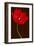 Red Tulip III-Christine Zalewski-Framed Art Print