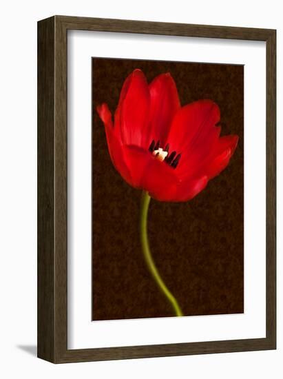 Red Tulip III-Christine Zalewski-Framed Art Print