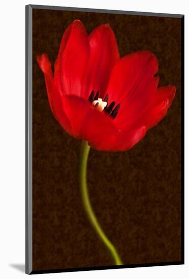 Red Tulip III-Christine Zalewski-Mounted Art Print