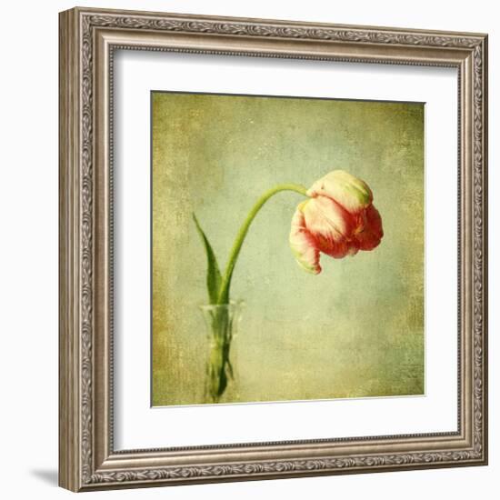 Red Tulip III-Judy Stalus-Framed Art Print