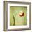 Red Tulip III-Judy Stalus-Framed Art Print