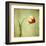 Red Tulip III-Judy Stalus-Framed Art Print