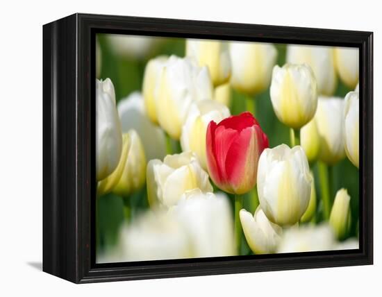 Red tulip in a field of white tulips-Craig Tuttle-Framed Premier Image Canvas