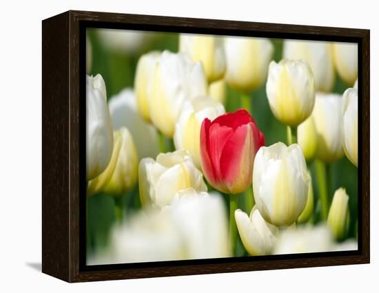 Red tulip in a field of white tulips-Craig Tuttle-Framed Premier Image Canvas