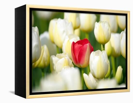 Red tulip in a field of white tulips-Craig Tuttle-Framed Premier Image Canvas