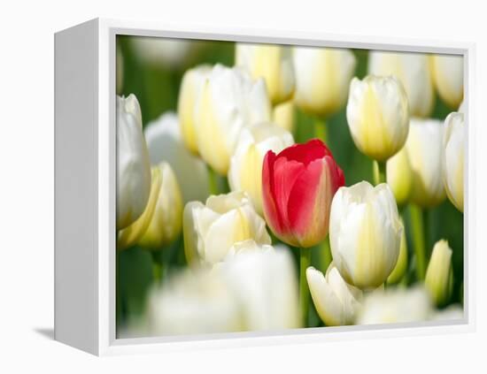 Red tulip in a field of white tulips-Craig Tuttle-Framed Premier Image Canvas