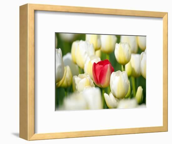 Red tulip in a field of white tulips-Craig Tuttle-Framed Photographic Print