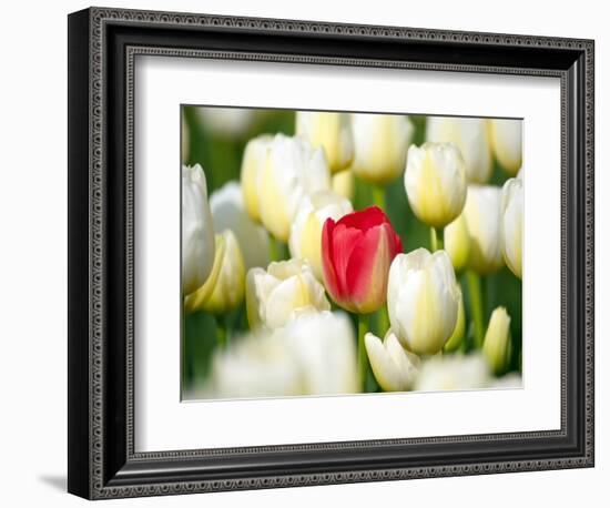 Red tulip in a field of white tulips-Craig Tuttle-Framed Photographic Print