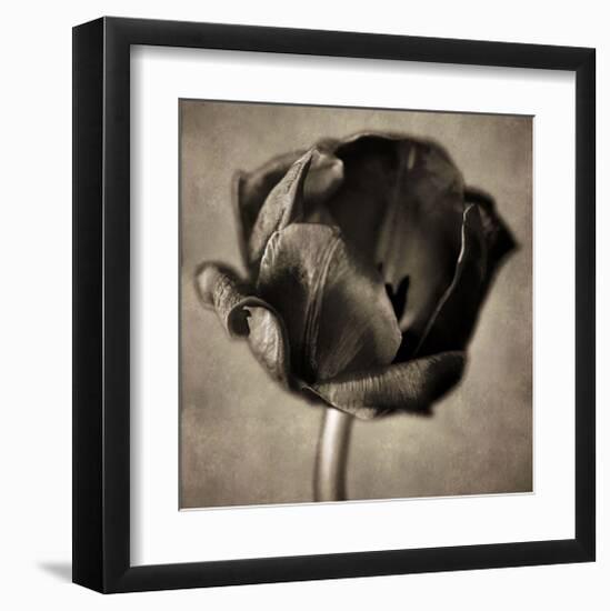 Red Tulip in Black Shades I-Christine Zalewski-Framed Art Print