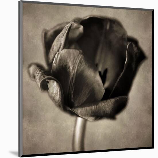 Red Tulip in Black Shades I-Christine Zalewski-Mounted Art Print