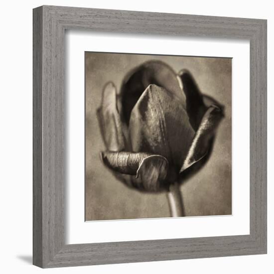 Red Tulip in Black Shades II-Christine Zalewski-Framed Art Print