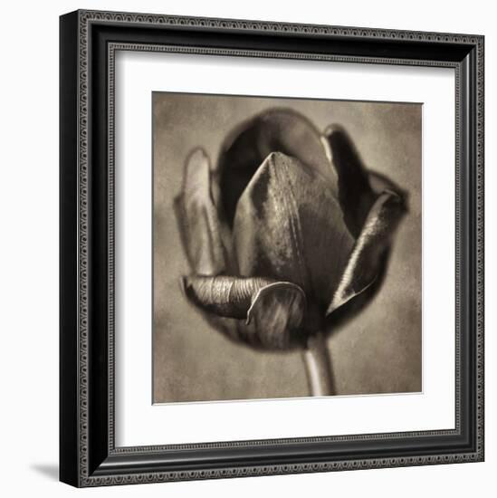 Red Tulip in Black Shades II-Christine Zalewski-Framed Art Print