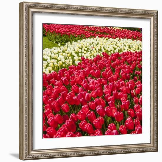 Red Tulip in Bloom-Richard T. Nowitz-Framed Photographic Print