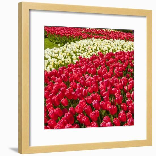 Red Tulip in Bloom-Richard T. Nowitz-Framed Photographic Print