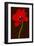 Red Tulip IV-Christine Zalewski-Framed Art Print