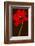 Red Tulip IV-Christine Zalewski-Framed Art Print