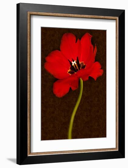 Red Tulip IV-Christine Zalewski-Framed Art Print