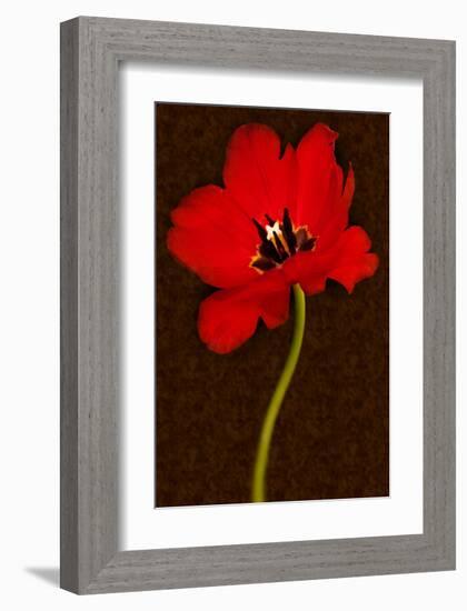 Red Tulip IV-Christine Zalewski-Framed Art Print