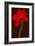 Red Tulip IV-Christine Zalewski-Framed Art Print