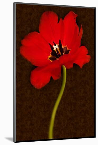 Red Tulip IV-Christine Zalewski-Mounted Art Print