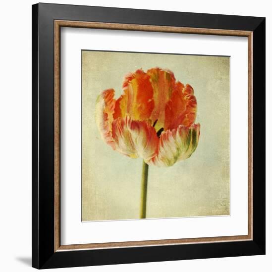 Red Tulip IV-Judy Stalus-Framed Art Print