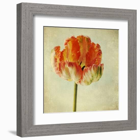 Red Tulip IV-Judy Stalus-Framed Art Print