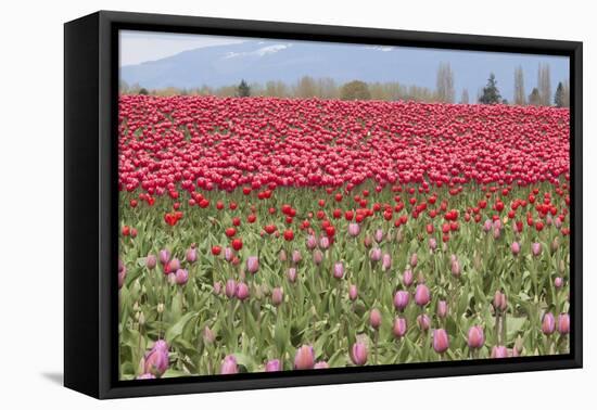 Red Tulip Mound I-Dana Styber-Framed Premier Image Canvas