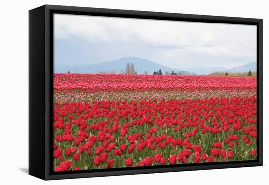 Red Tulip Mound II-Dana Styber-Framed Premier Image Canvas