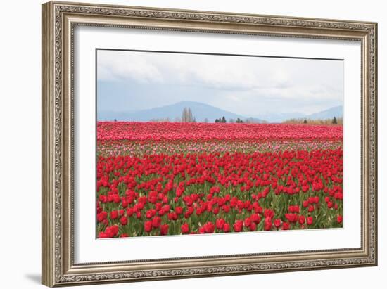 Red Tulip Mound II-Dana Styber-Framed Photographic Print