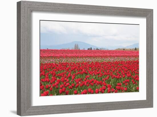 Red Tulip Mound II-Dana Styber-Framed Photographic Print