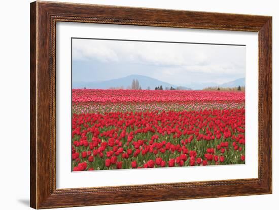 Red Tulip Mound II-Dana Styber-Framed Photographic Print