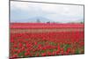 Red Tulip Mound II-Dana Styber-Mounted Photographic Print