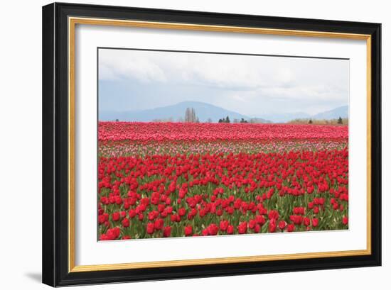 Red Tulip Mound II-Dana Styber-Framed Photographic Print