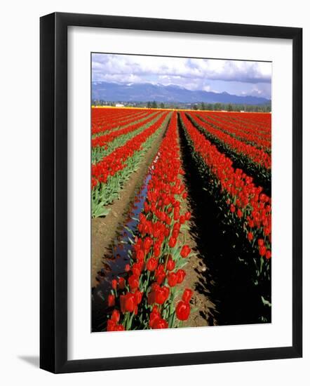 Red Tulip Rows, Skagit Valley, Washington State, USA-Jamie & Judy Wild-Framed Photographic Print