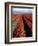 Red Tulip Rows, Skagit Valley, Washington State, USA-Jamie & Judy Wild-Framed Photographic Print