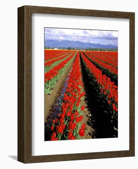 Red Tulip Rows, Skagit Valley, Washington State, USA-Jamie & Judy Wild-Framed Photographic Print