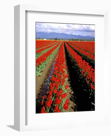 Red Tulip Rows, Skagit Valley, Washington State, USA-Jamie & Judy Wild-Framed Photographic Print