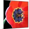 Red Tulip (Tulipa) - Liliaceae-Kev Vincent Photography-Mounted Photographic Print