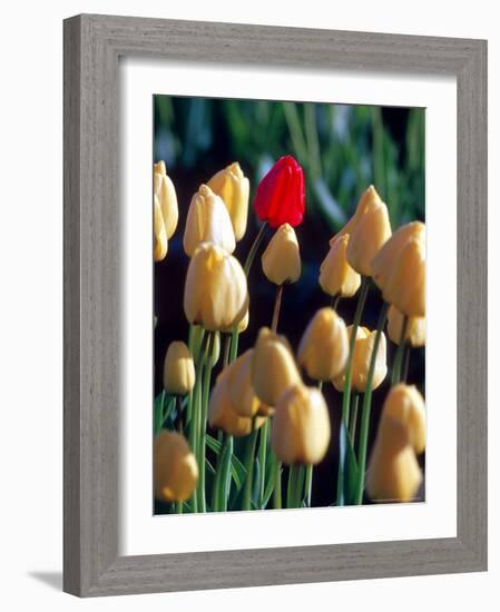 Red Tulip, Washington, USA-William Sutton-Framed Photographic Print